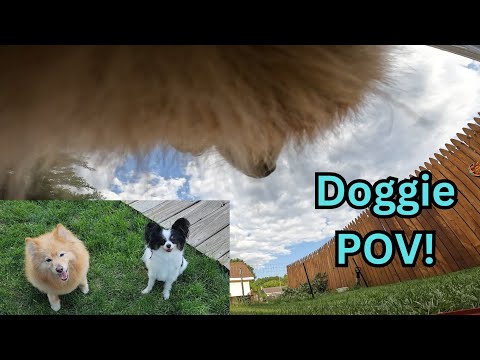 A Pomeranian's POV | Dog Vlog!