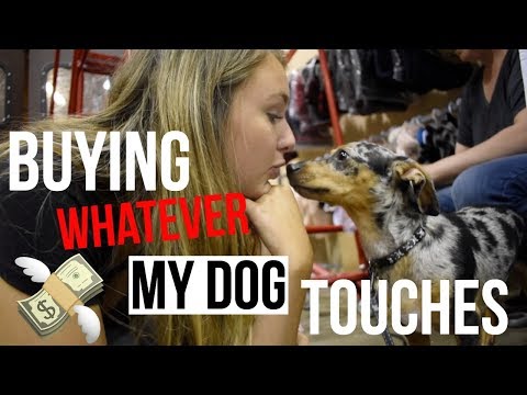 BUYING MY DOG ANYTHING HE TOUCHES !!!!!