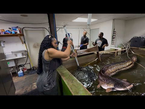 Catch, Clean, & Cook At Williyby's Catfish | New Orleans