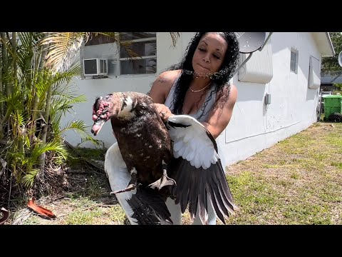 Catching invasive Fat Florida Ducks-Trinidadian Duck Curry Catch And Cook with Yoki Sturrup!