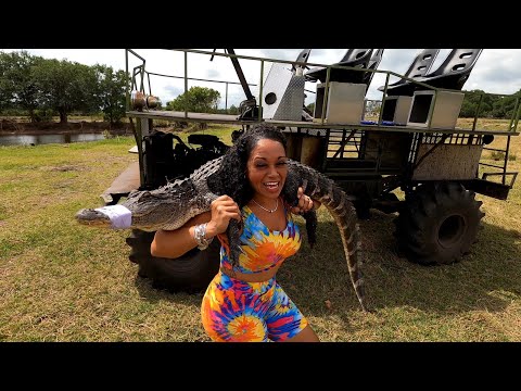 Florida Gator Hunt With Yoki