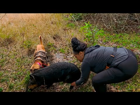 Florida Wild Hog Hunt