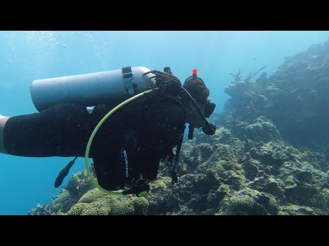 HOW TO SCUBA DIVE IN PORTLAND JAMAICA #underwater #diving #portland