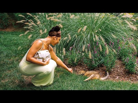 I Traveled Over 50 miles To See A Japanese Garden!