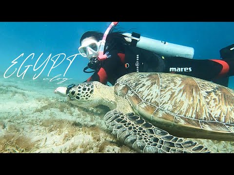 I WAS DIVING WITH TURTLES IN EGYPT!  🐢✨| Excinderella vlog