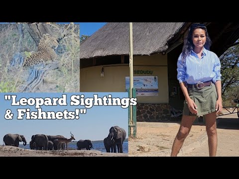 "Leopard , Elephants &Fishnets- A wild day in Chobe!"