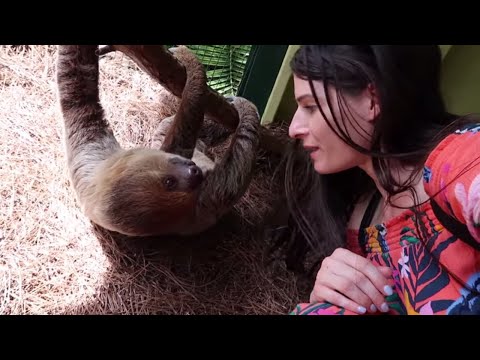 Meeting a SLOTH!!!
