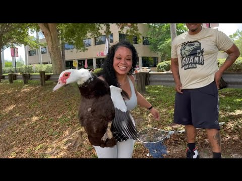 Muscovy Duck ( Catch Clean & Cook ) with the Iguana Man