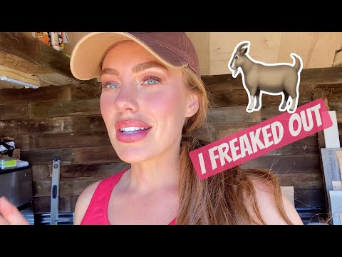 Spring at the Farm feat. Zombie Goats + Wild Turkeys