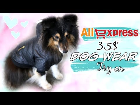 3,5$ DOGWEAR try on 🐶 ALIEXPRESS @TROY THE SHELTIE