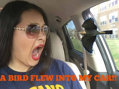 A BIRD FLEW INTO MY CAR WHILE I WAS DRIVING! Vlog