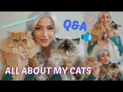 ALL ABOUT MY CATS /// Q&A /// Persian kittens