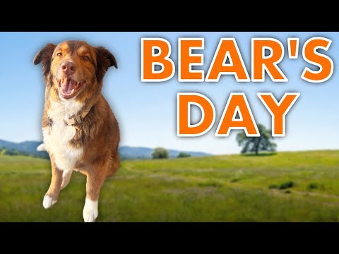 Dedicating a Whole Day to My Dog!