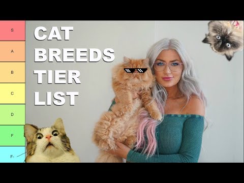 🐱 CAT BREED TIER LIST 😂