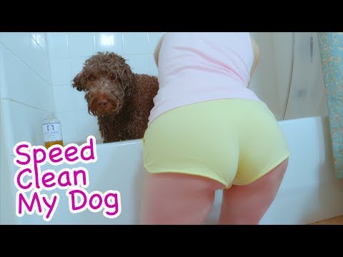 How To Speed Clean My Dog Tips And Tricks