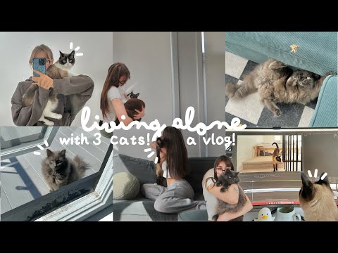 living alone with 3 cats! 🐈‍⬛🧘 a vlog :)