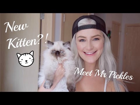 NEW KITTEN VLOG